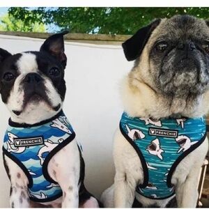 ***ISO Frenchie Shark Harness****